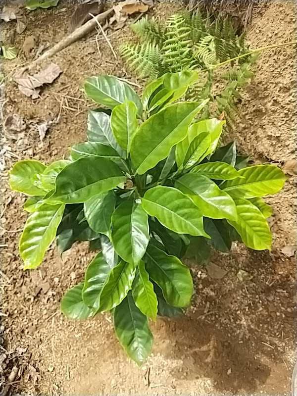tree image