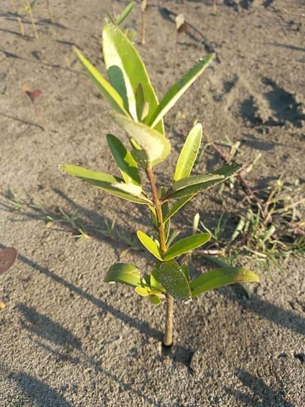 tree image