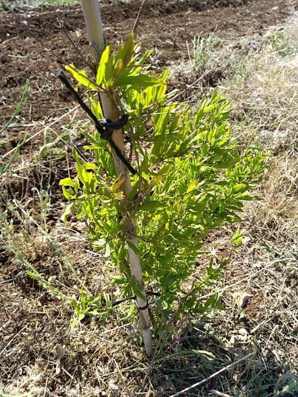 tree image