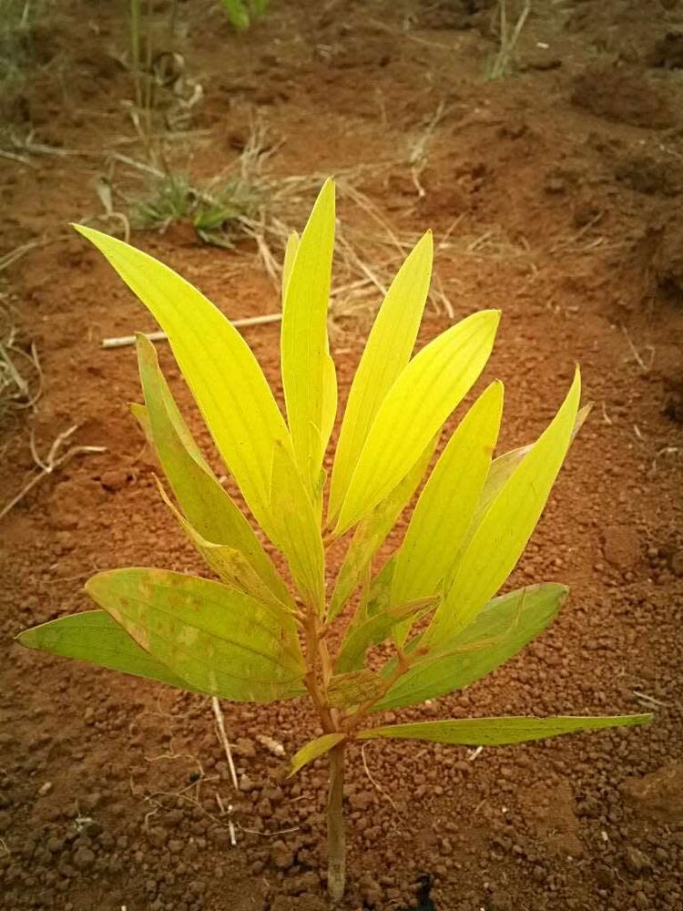 tree image