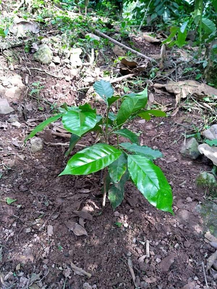 tree image