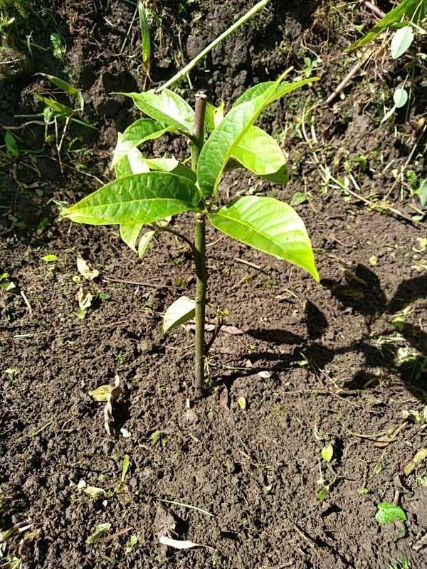 tree image