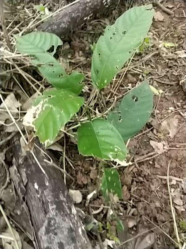tree image
