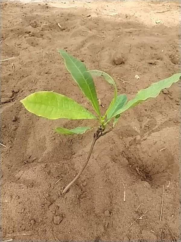 tree image
