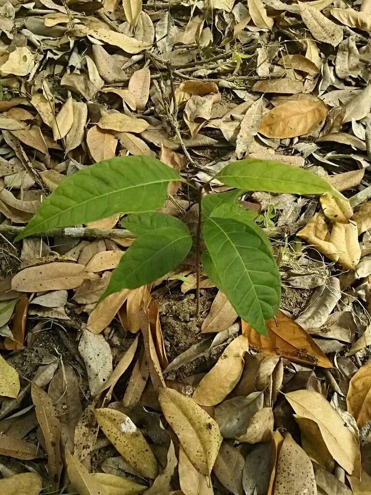 tree image