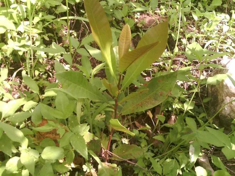 tree image