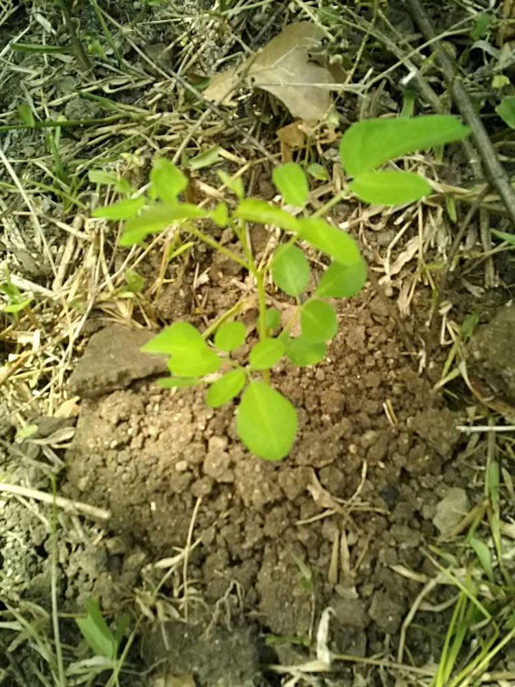 tree image