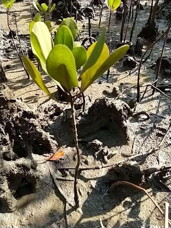 tree image