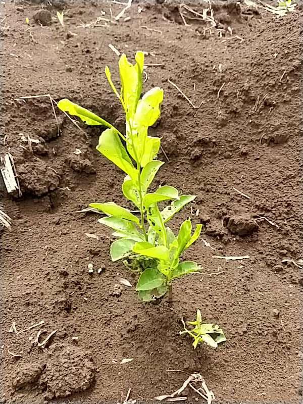 tree image