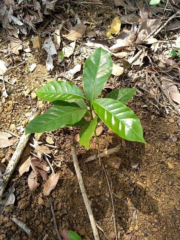 tree image