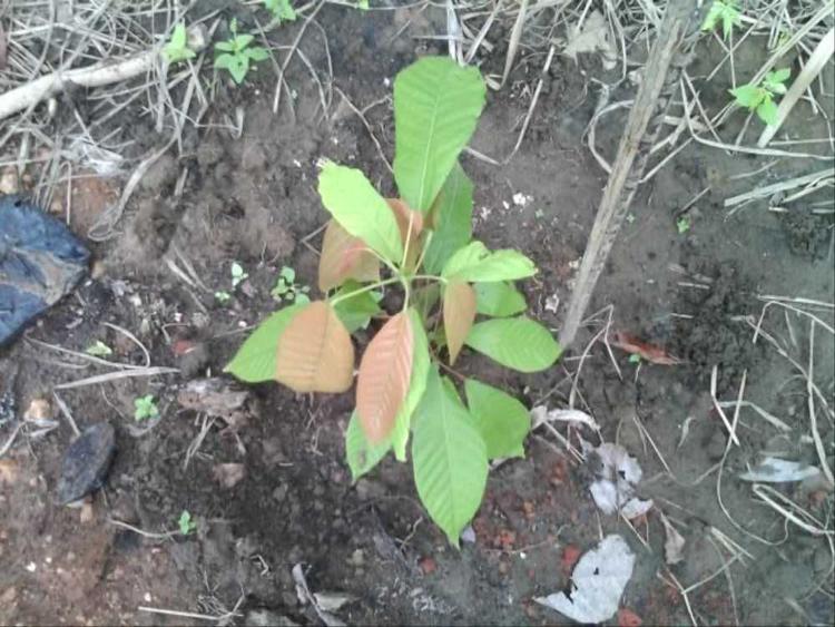 tree image