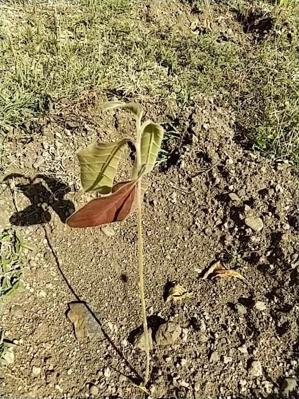 tree image