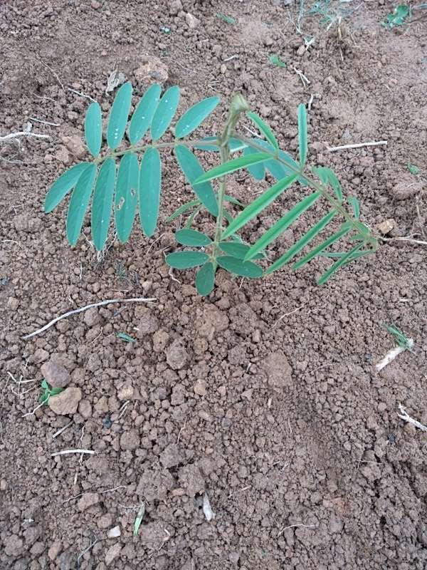 tree image