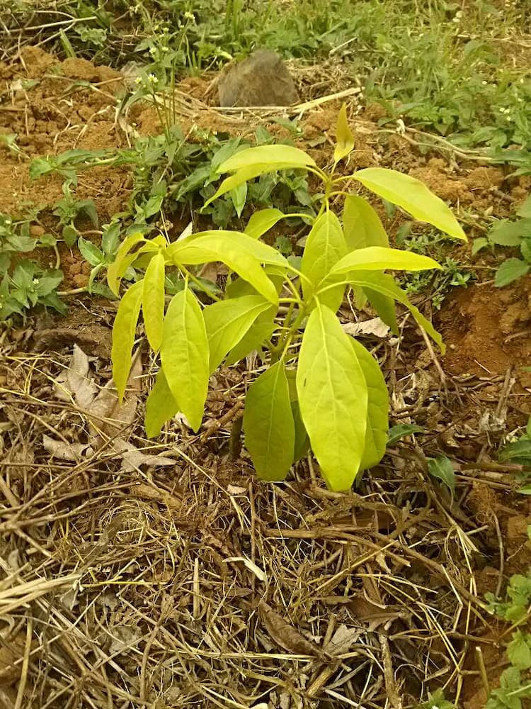 tree image
