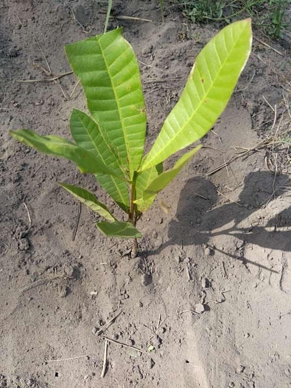 tree image
