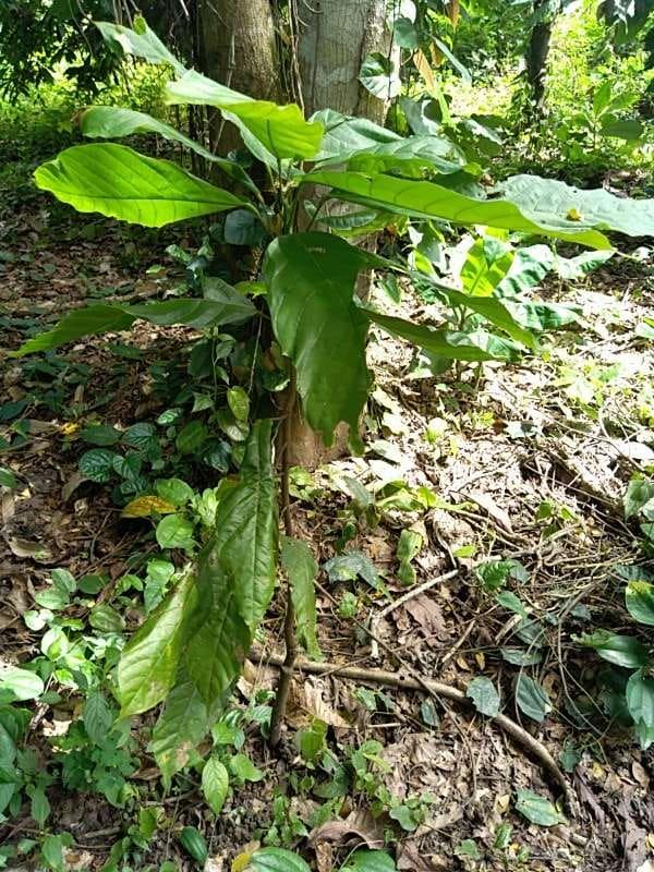 tree image