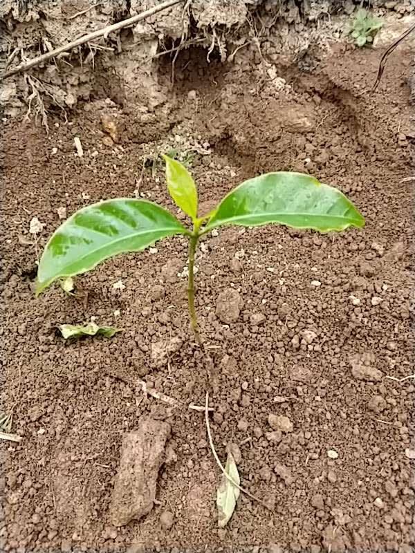 tree image
