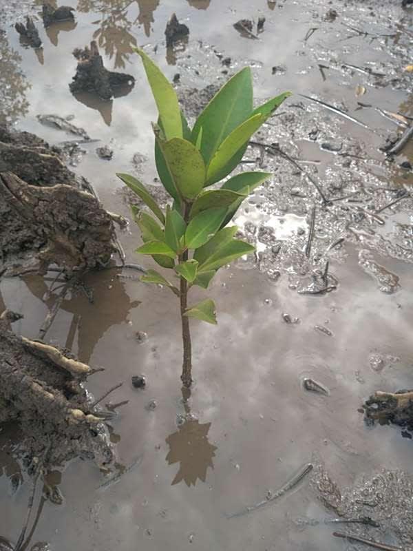 tree image