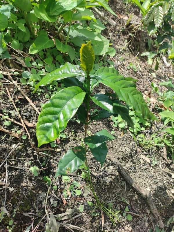 tree image