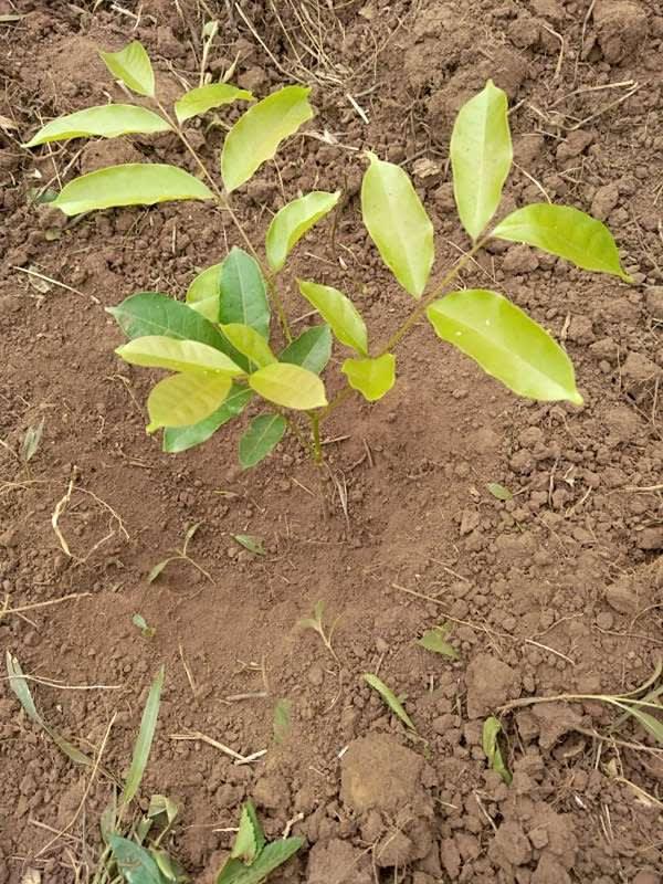 tree image