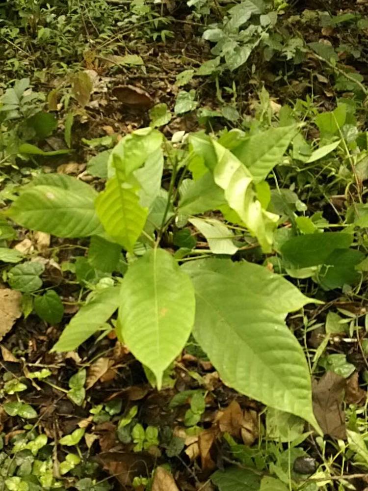 tree image