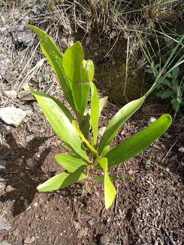 tree image