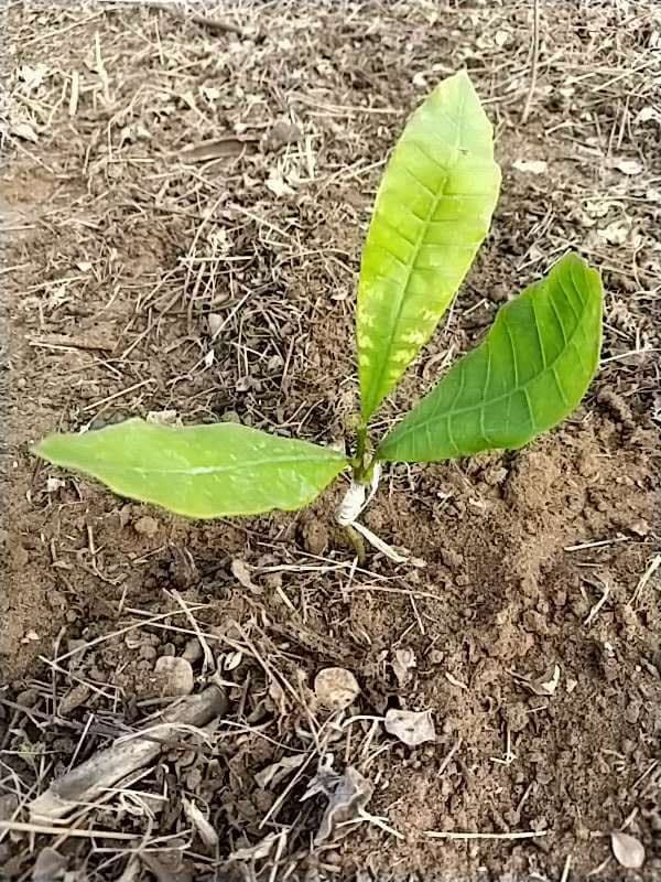 tree image
