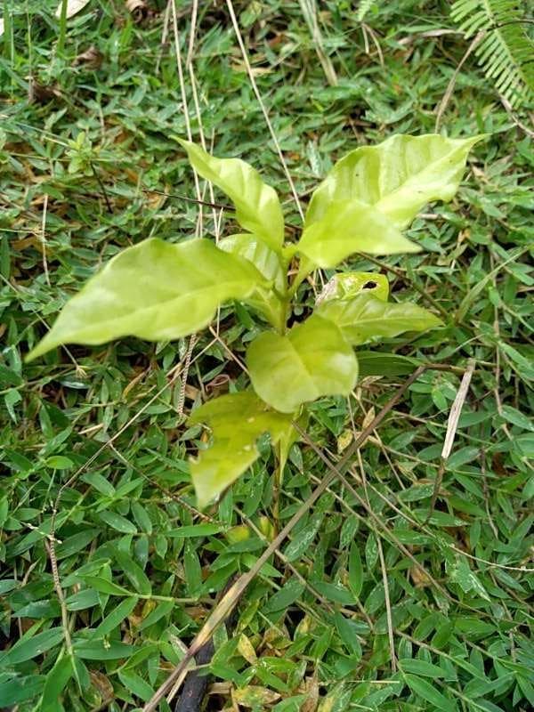 tree image