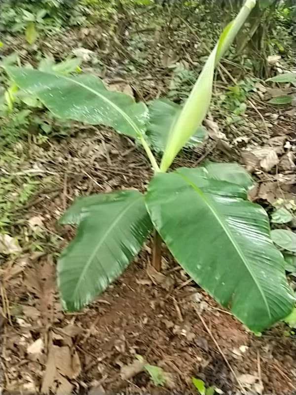 tree image