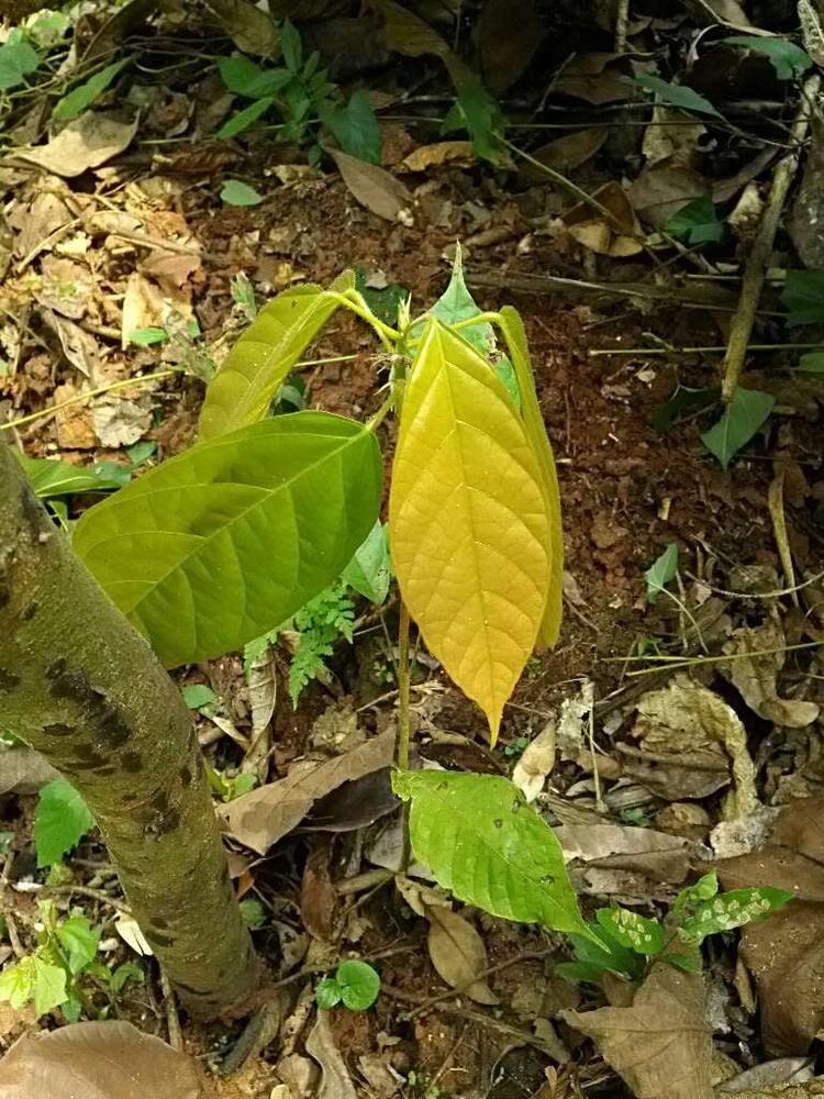 tree image