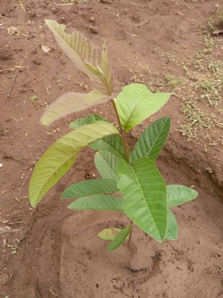tree image