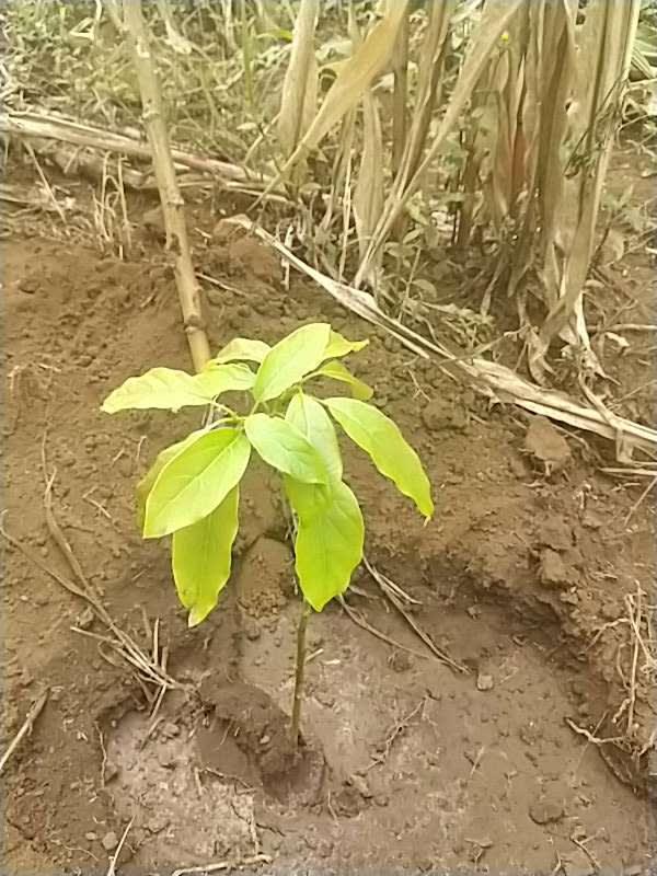 tree image