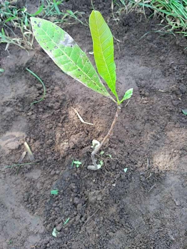 tree image
