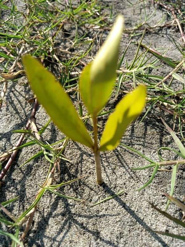 tree image
