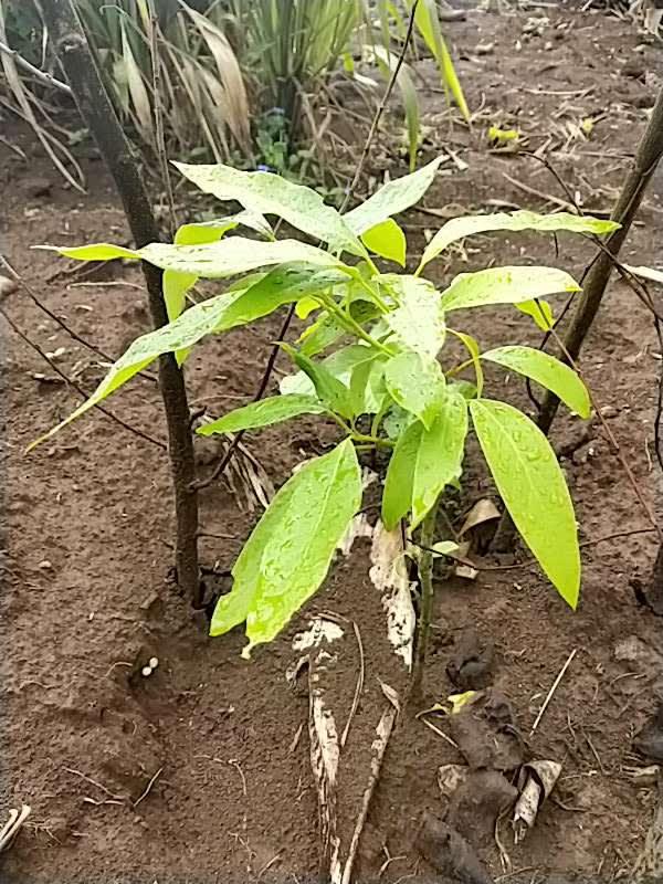 tree image