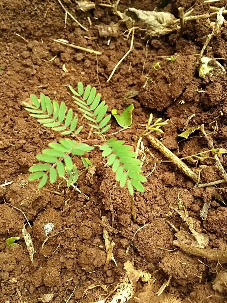 tree image