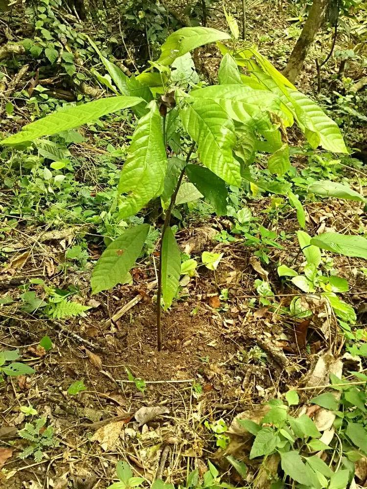 tree image