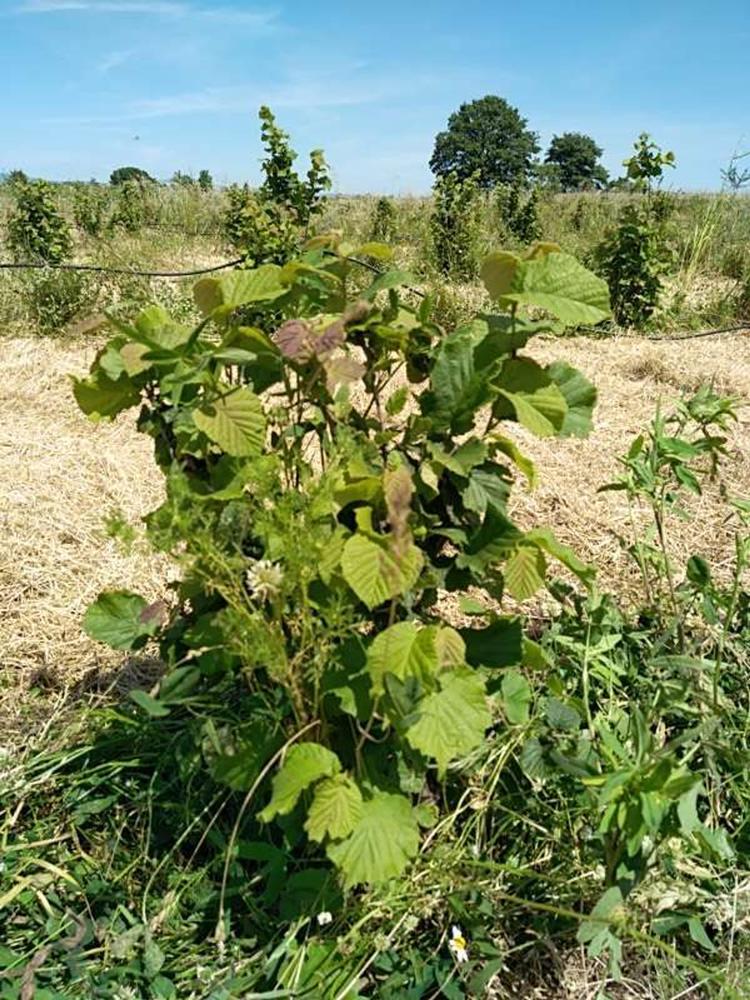 tree image
