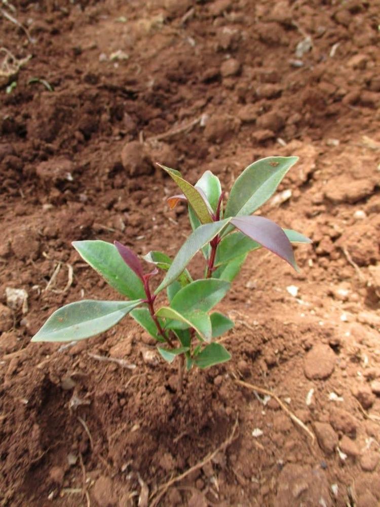 tree image