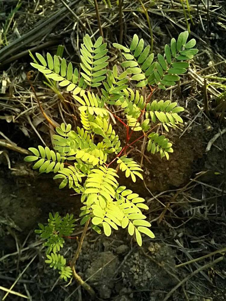 tree image