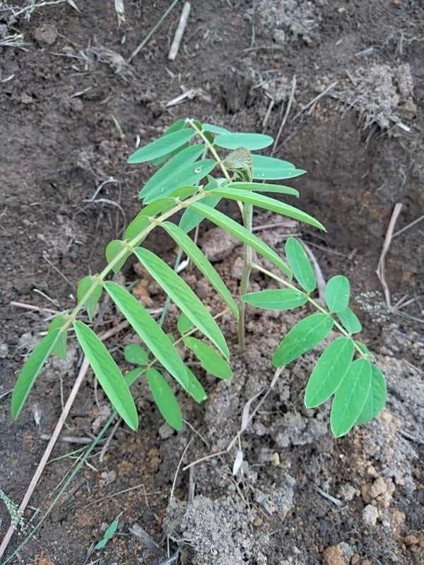 tree image
