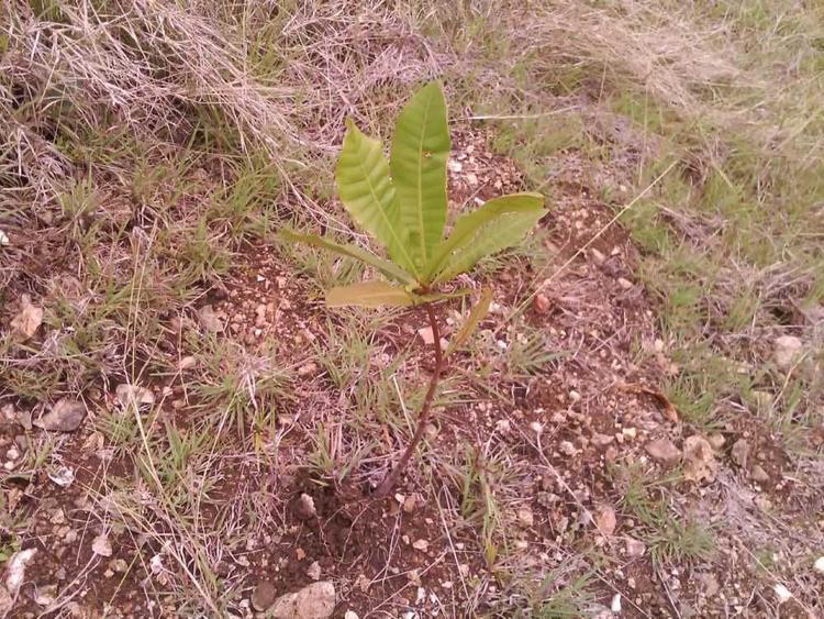 tree image