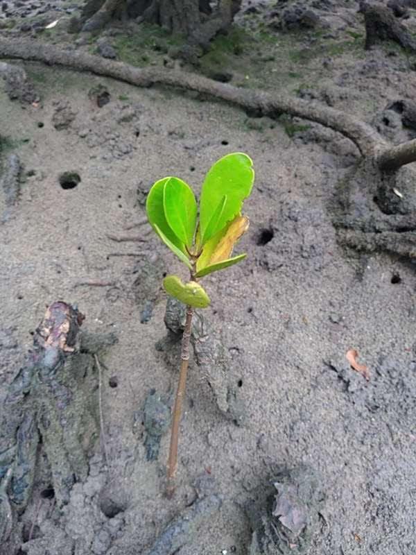 tree image