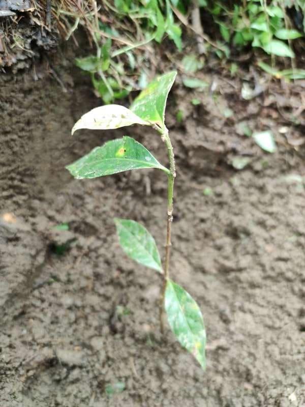 tree image