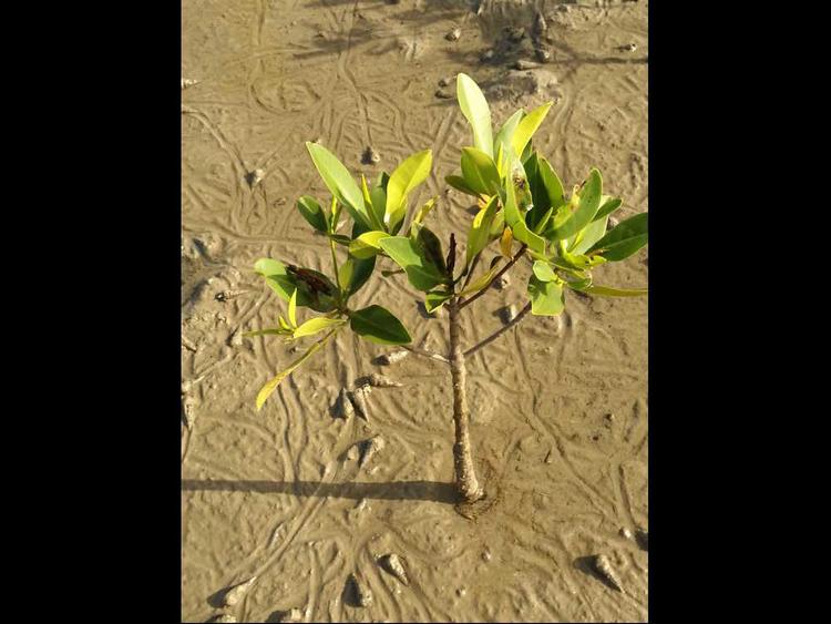 tree image