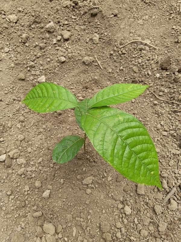 tree image