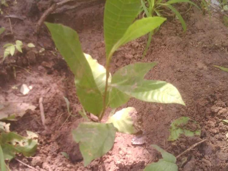 tree image