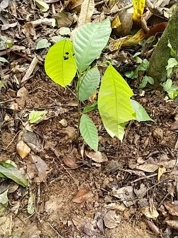tree image