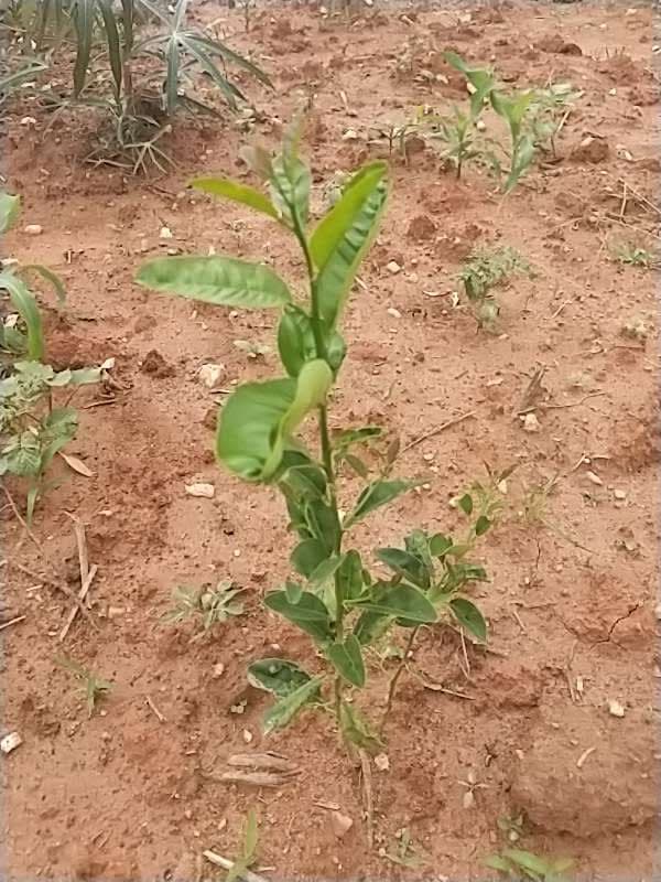 tree image