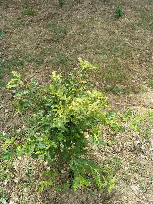 tree image